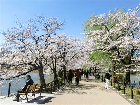 Ueno Park:  Wypoczynek wśród kwitnącej sakury i ekscytujących muzea