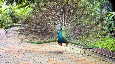 Kuala Lumpur Bird Park: Raj dla ptaków w sercu miasta!